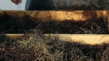 pikeperch kuluçka çiftlik