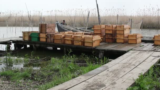 Galantine van snoekbaars met groeien vijver — Stockvideo