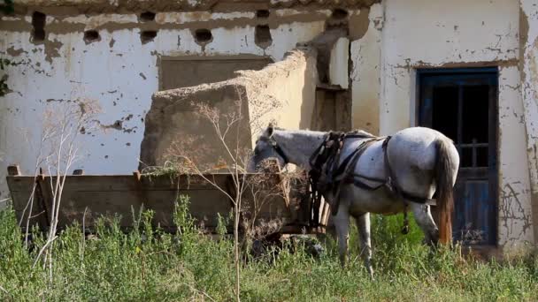 Huishouden van arme mensen — Stockvideo