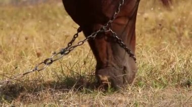 at otlatma yakın çekim