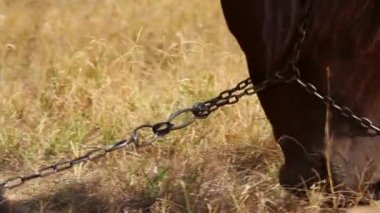 at otlatma yakın çekim