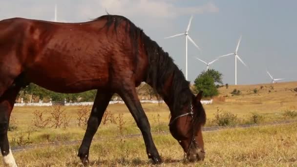 Caballo pastoso — Vídeo de stock