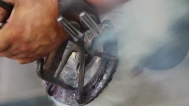 Shoeing a horse — Stock Video