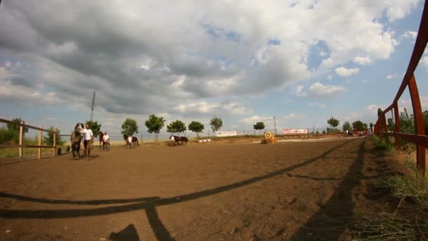 Desfile de caballos rumanos — Vídeo de stock