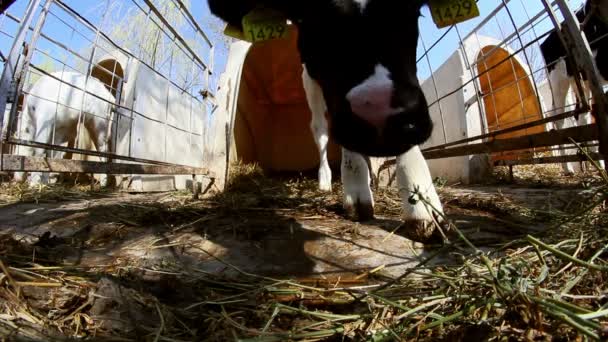 Curious baby calf — Stock Video