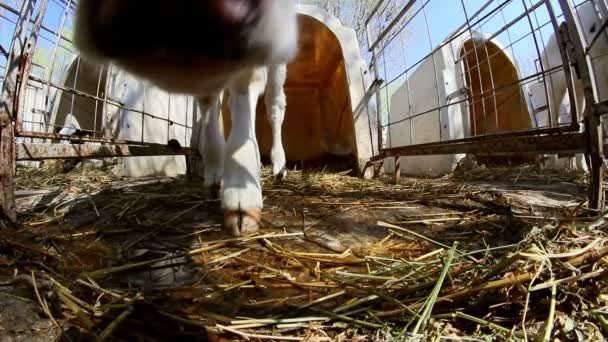 Curious baby calf — Stock Video