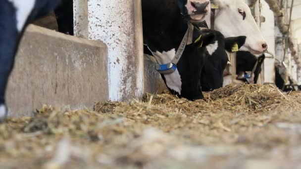 Dairy farm — Stock Video