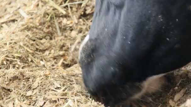 Mucca che mangia cibo — Video Stock