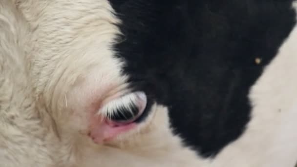 Nourriture à mâcher de vache — Video