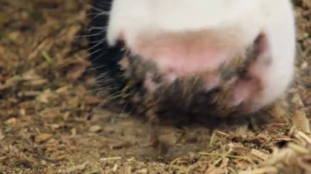 Vache mangeant de la nourriture — Video