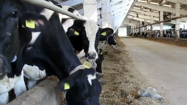 Молочная ферма — стоковое видео