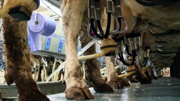 Milking parlor — Stock Video