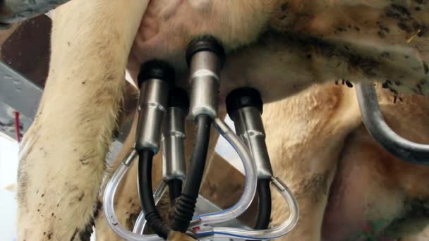 Milking parlor — Stock Video