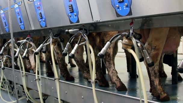 Milking parlor — Stock Video