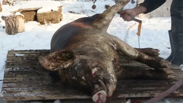 Pig slaughter — ストック動画