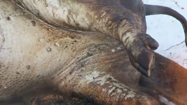 Pig slaughter — Stockvideo