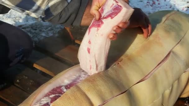 Pig slaughter — Stockvideo