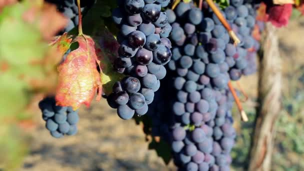 Wine Grapes — Stock Video