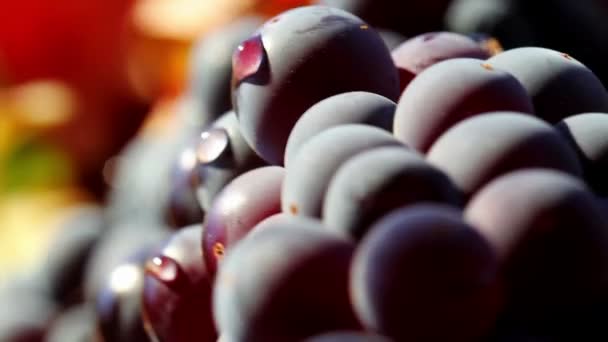 Wine Grapes Closeup — Stock Video