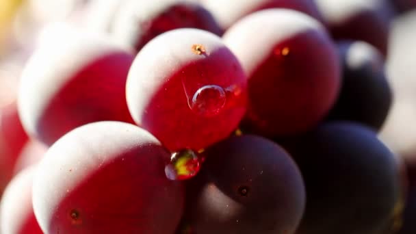 Vinho Uvas Closeup — Vídeo de Stock