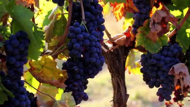 Grapes on the Vine — Stock Video