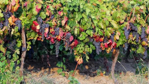 Winogrona na winorośli — Wideo stockowe