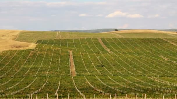 Cronograma del viñedo — Vídeos de Stock