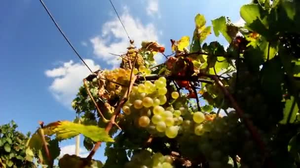 Виноград проміжок часу — стокове відео