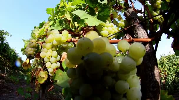 Uvas antes da colheita — Vídeo de Stock