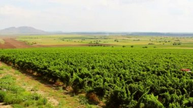 Vineyard peyzaj