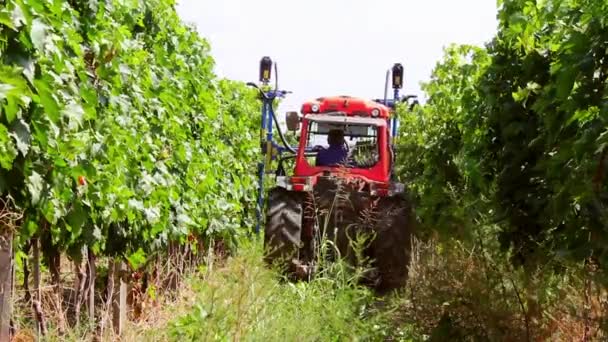 Taille mécanique de la vigne — Video