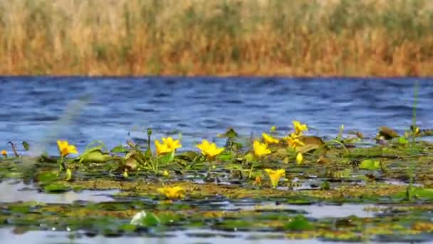 Flores amarillas en Delta del Danubio — Vídeo de stock