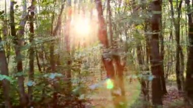 a mozgás, erdei balkáni