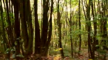 a mozgás, erdei balkáni