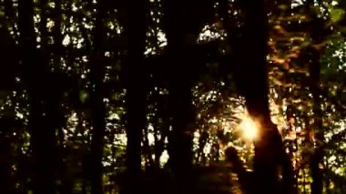 a mozgás, erdei balkáni