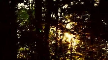 a mozgás, erdei balkáni