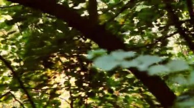 a mozgás, erdei balkáni