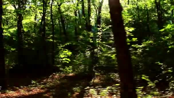 Wilder Balkan-Wald in Bewegung — Stockvideo