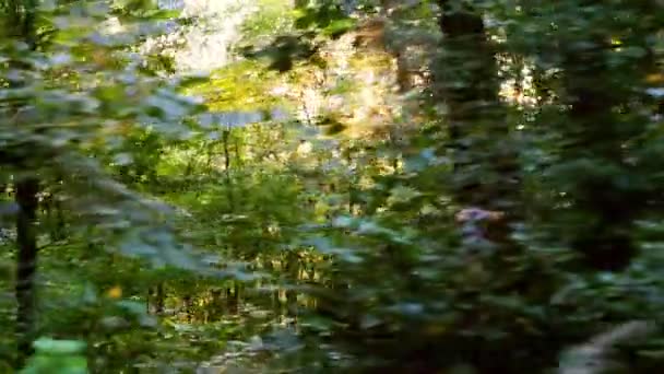 Forêt des Balkans sauvages en mouvement 