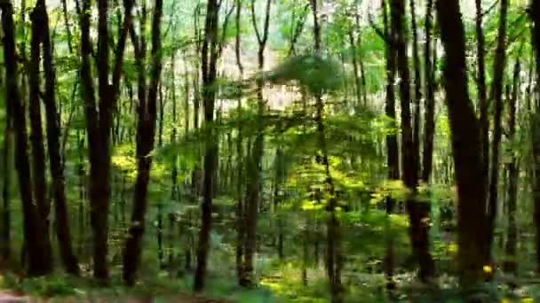 Wilder Balkan-Wald in Bewegung — Stockvideo