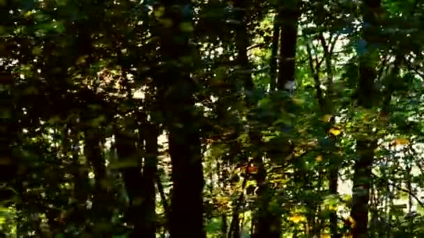 Wild Balkan bos in beweging — Stockvideo