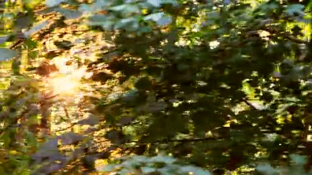 Bosque salvaje de los Balcanes en movimiento — Vídeo de stock