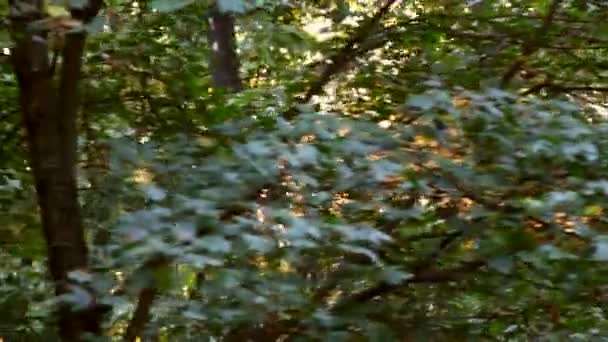 Wild Balkan bos in beweging — Stockvideo