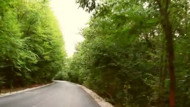 Дикие балканские леса в движении — стоковое видео