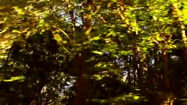 Selvaggia foresta dei Balcani in movimento — Video Stock