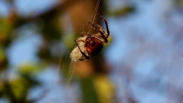 Macro araña — Vídeos de Stock