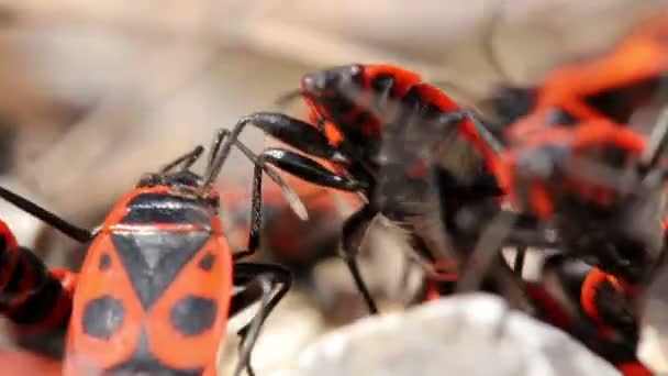 Bichos negros y rojos — Vídeos de Stock