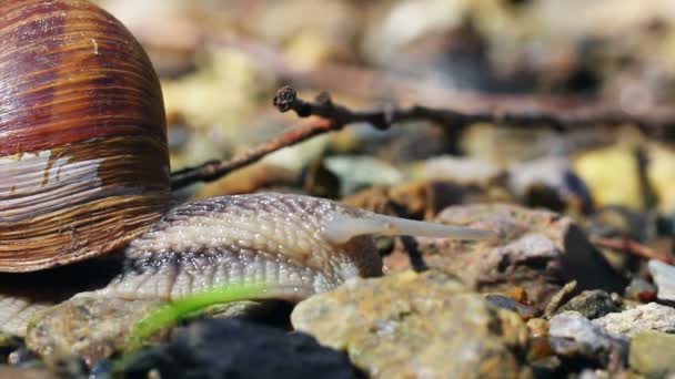 Caracol — Vídeos de Stock