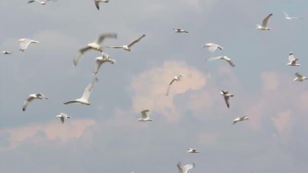 Caspian Gulls — Stock Video