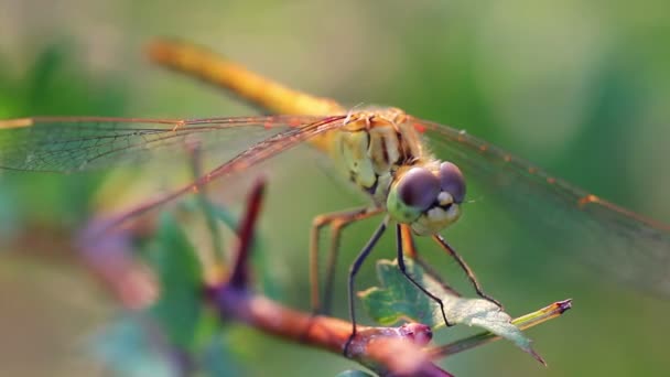 Dragonfly μακροεντολή — Αρχείο Βίντεο
